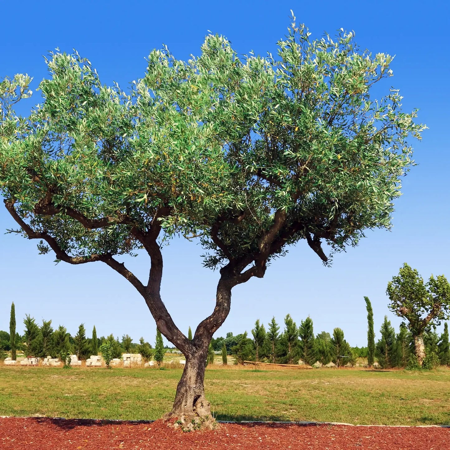 Palm Wax for Candles in Molds and Containers. 1kg