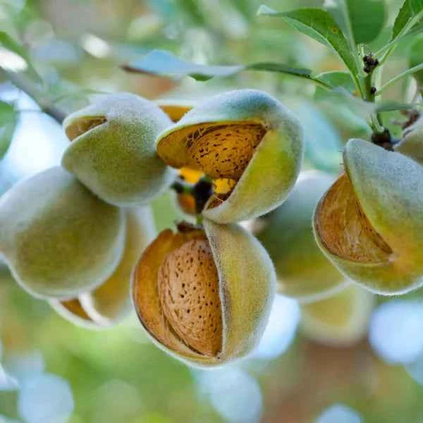 Scaglie di mandorle - Fragranze per candele