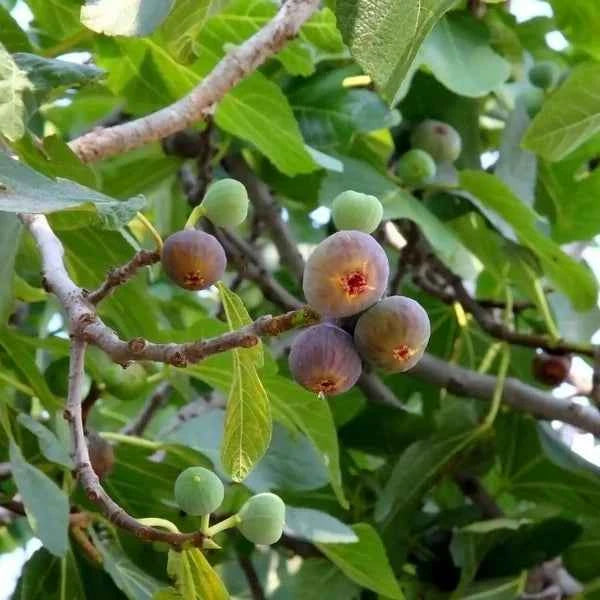 foglie di fico - Fragranze per candele