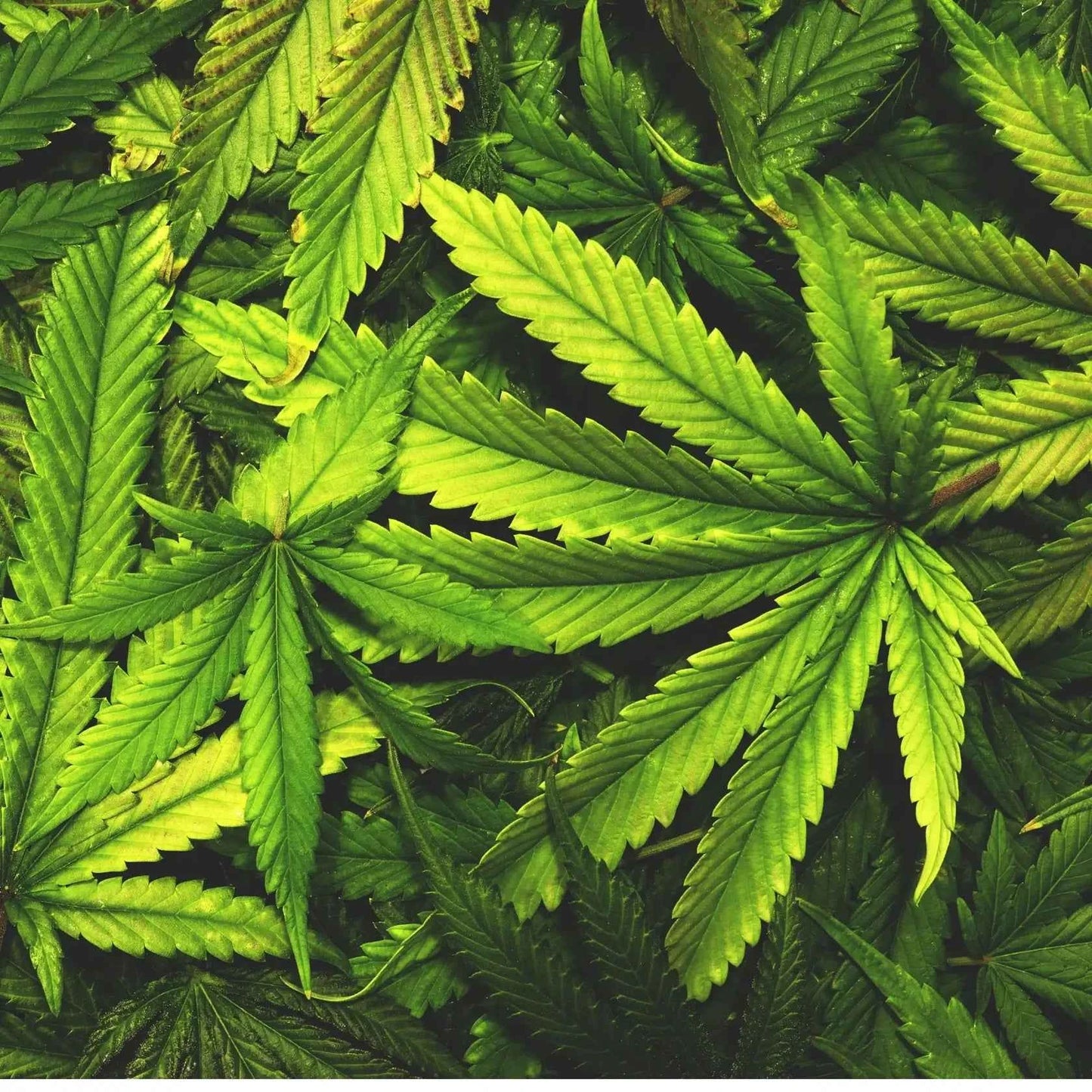 Cannabis - Fragranza per candele