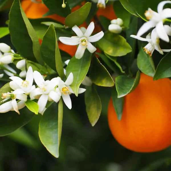 fiori di arancio - fragranze per candele