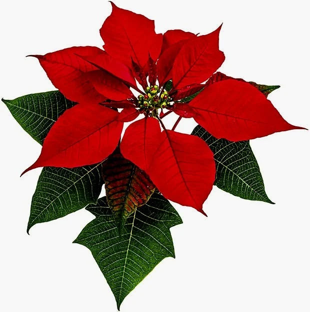 Cutter Stella di Natale.