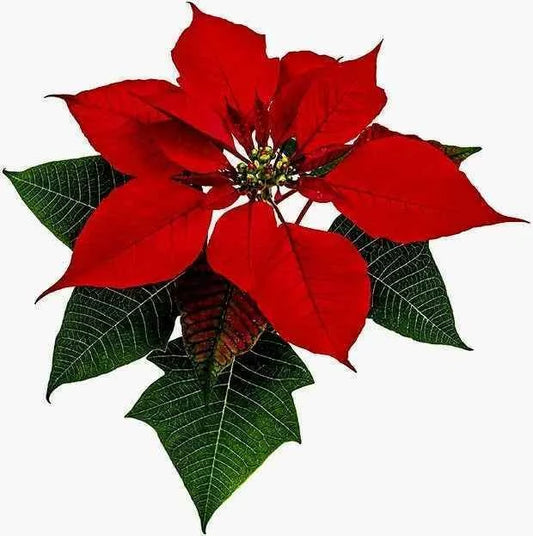 Flowers, Birds, and Branches. Silicone mold with 15 decorative motifs.