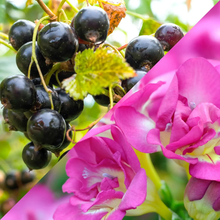 FRAGRANZE FLOREALI PER CANDELE FAI DA TE - PROFUMI DELICATI E ROMANTICI