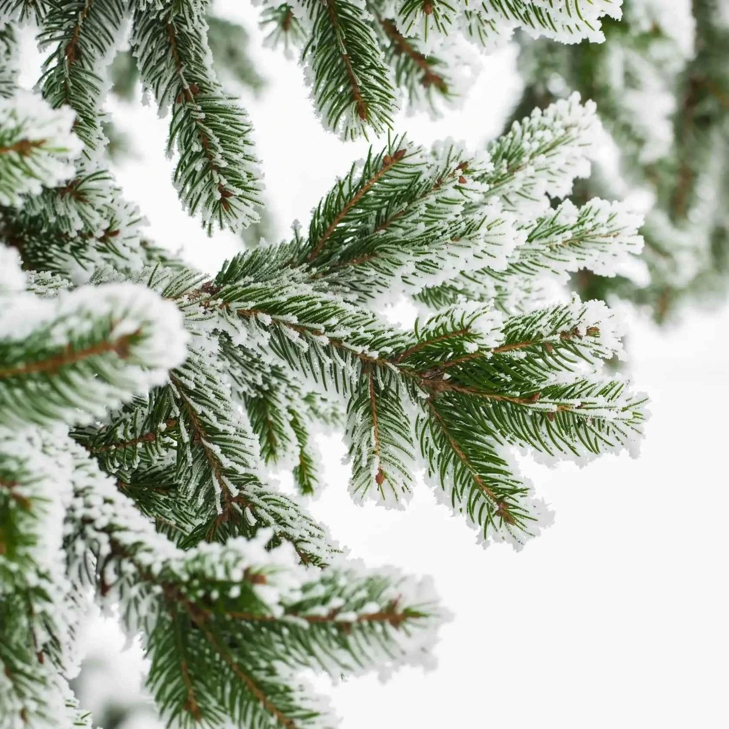 Christmas tree BOOST -  Fragranza per candele