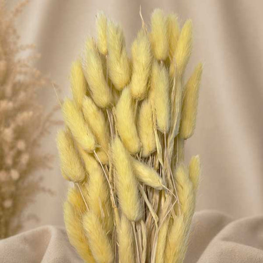 LAGURUS TOPINO 100 GR. GIALLO CHIARO STABILIZZATO