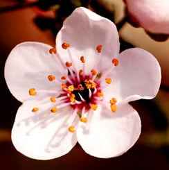 Spettacolare Fiore di Ciliegio Blossom con Bocciolo. Grande stampo in silcone