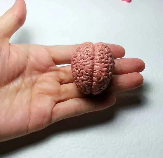 Cervello. Spettacolare stampo in silicone